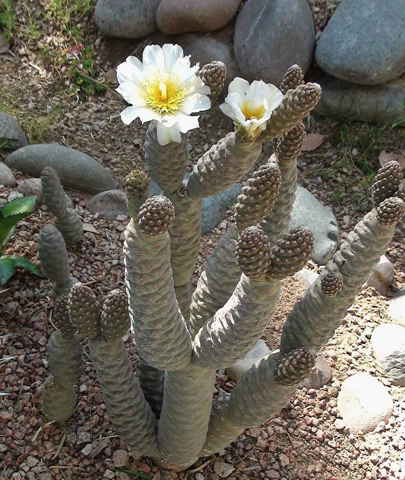 Rare pine cone cactus opuntia articulata inermis