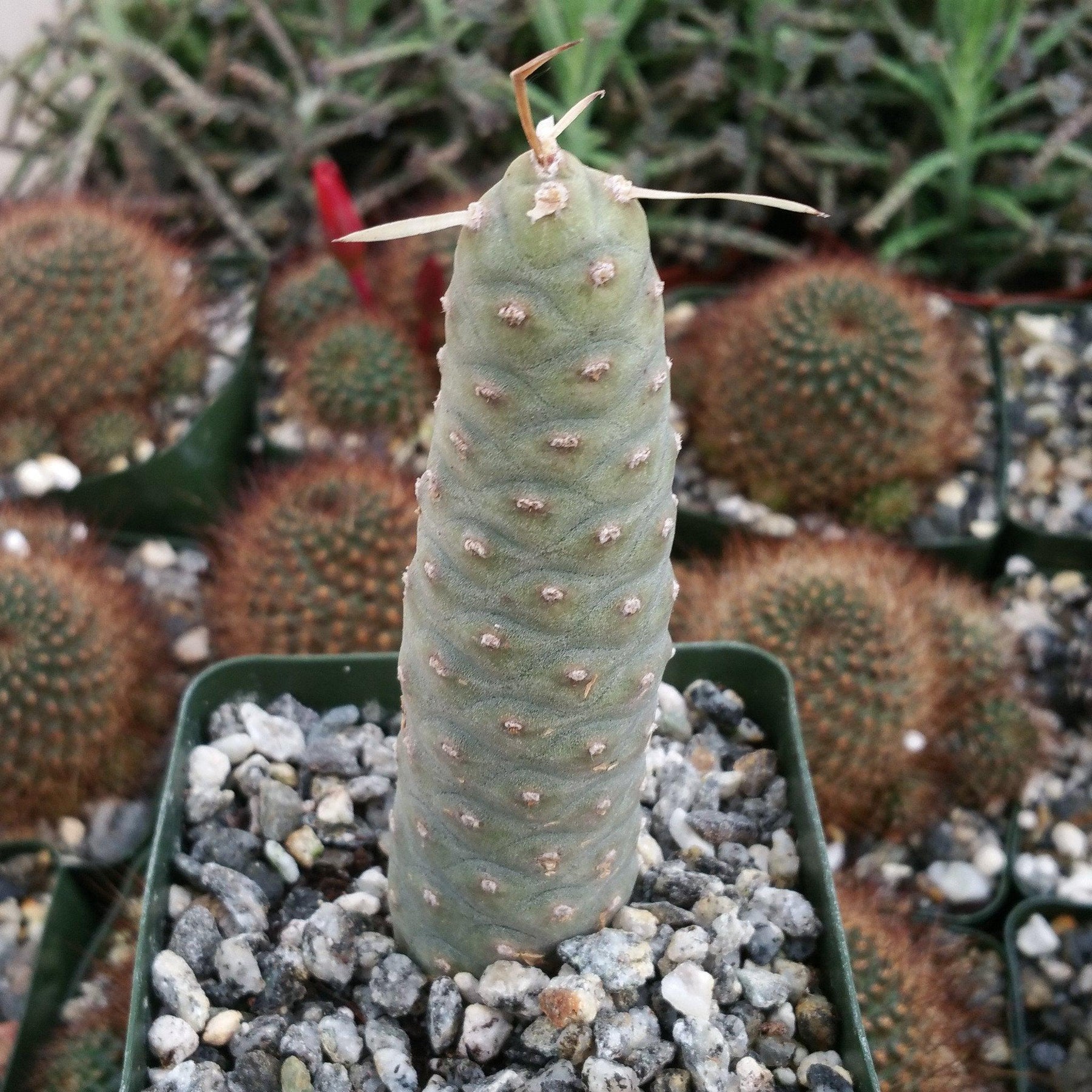 Pinecone cactus tephrocactus articulatus
