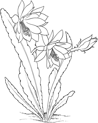 Epiphyllum ackermannii orchid cactus coloring page free printable coloring pages cactus drawing flower drawing orchid cactus