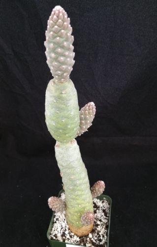 Pinecone cactus tephrocactus articulatus