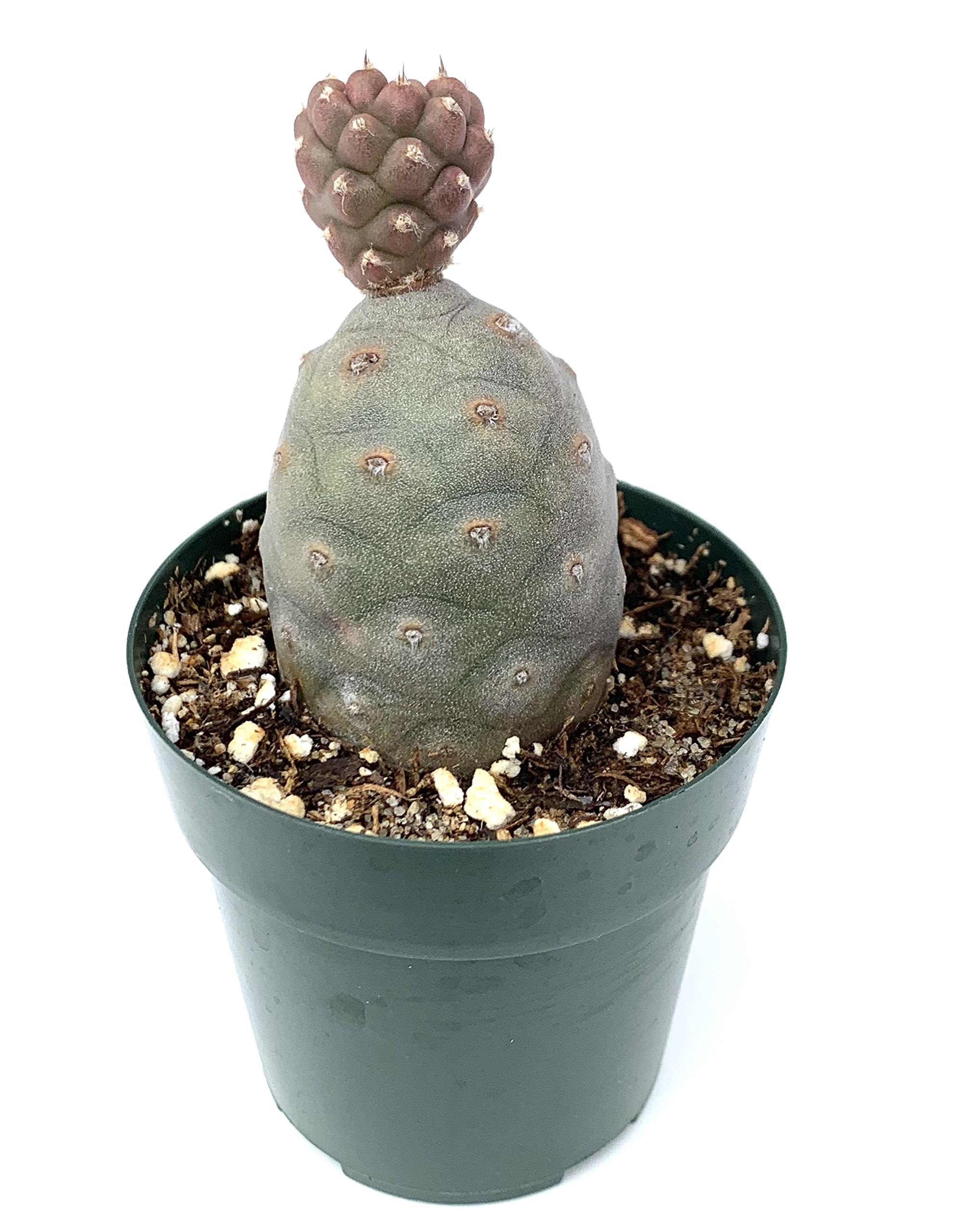 Pine cone cactus tephrocactus articulatus var inermis live potted cactus patio lawn garden