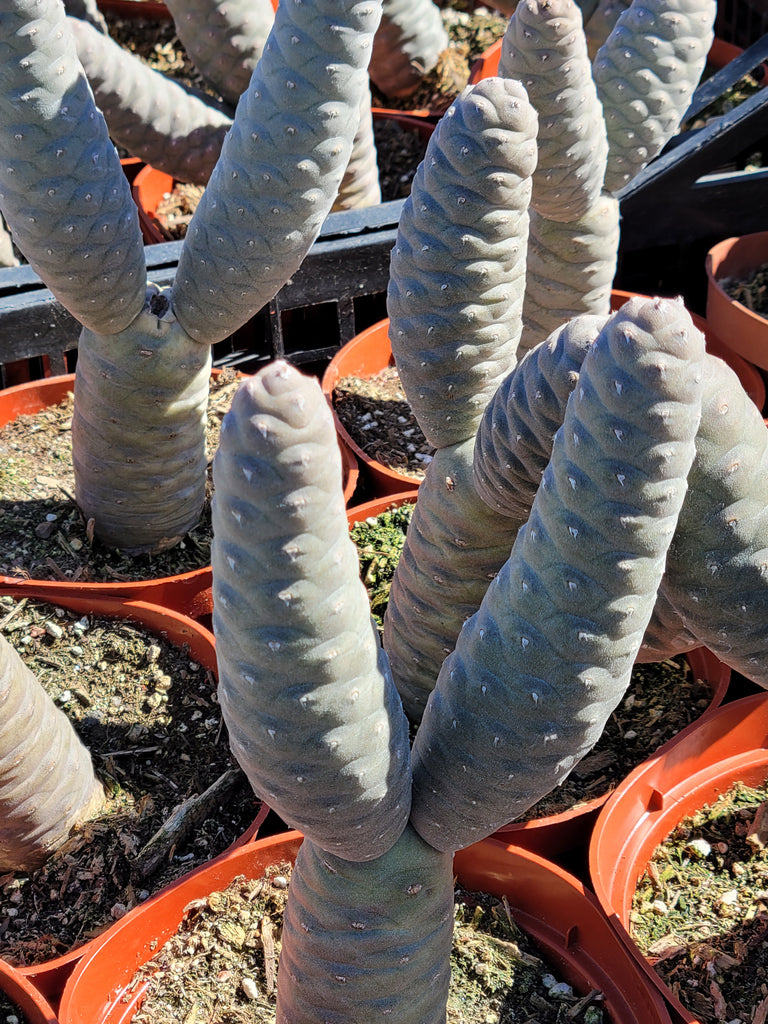 Pine cone cactus â