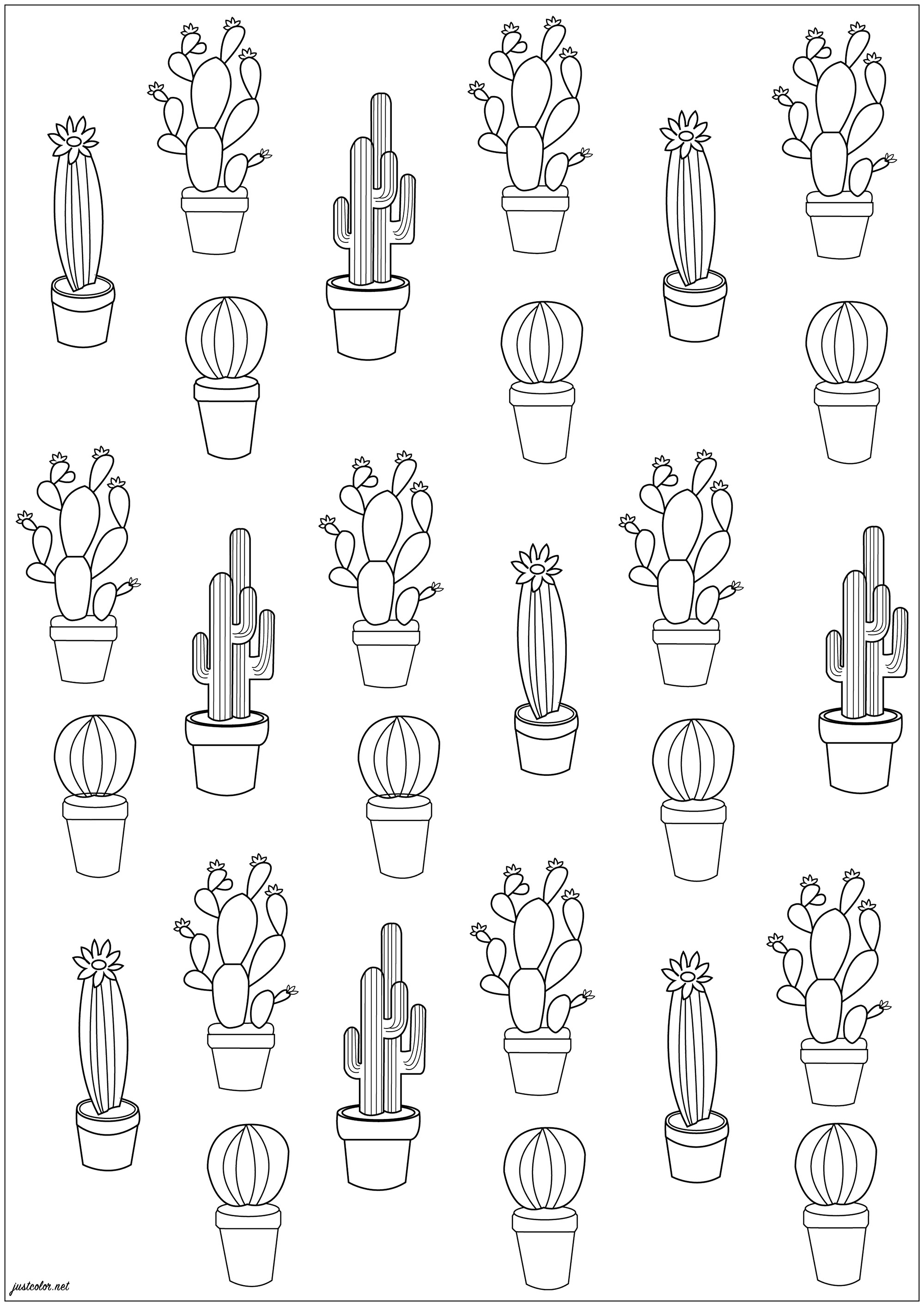 Cactus
