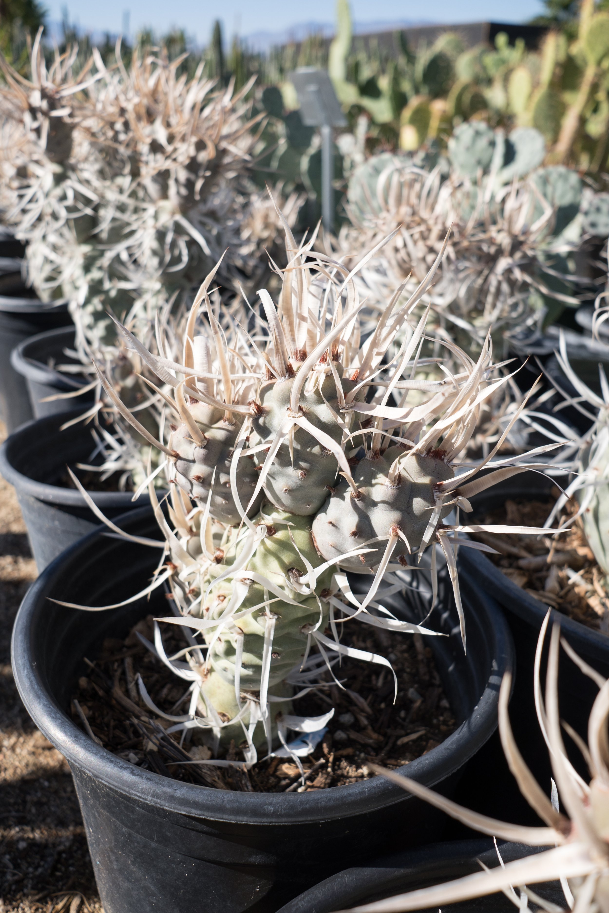 Paper spine cactus