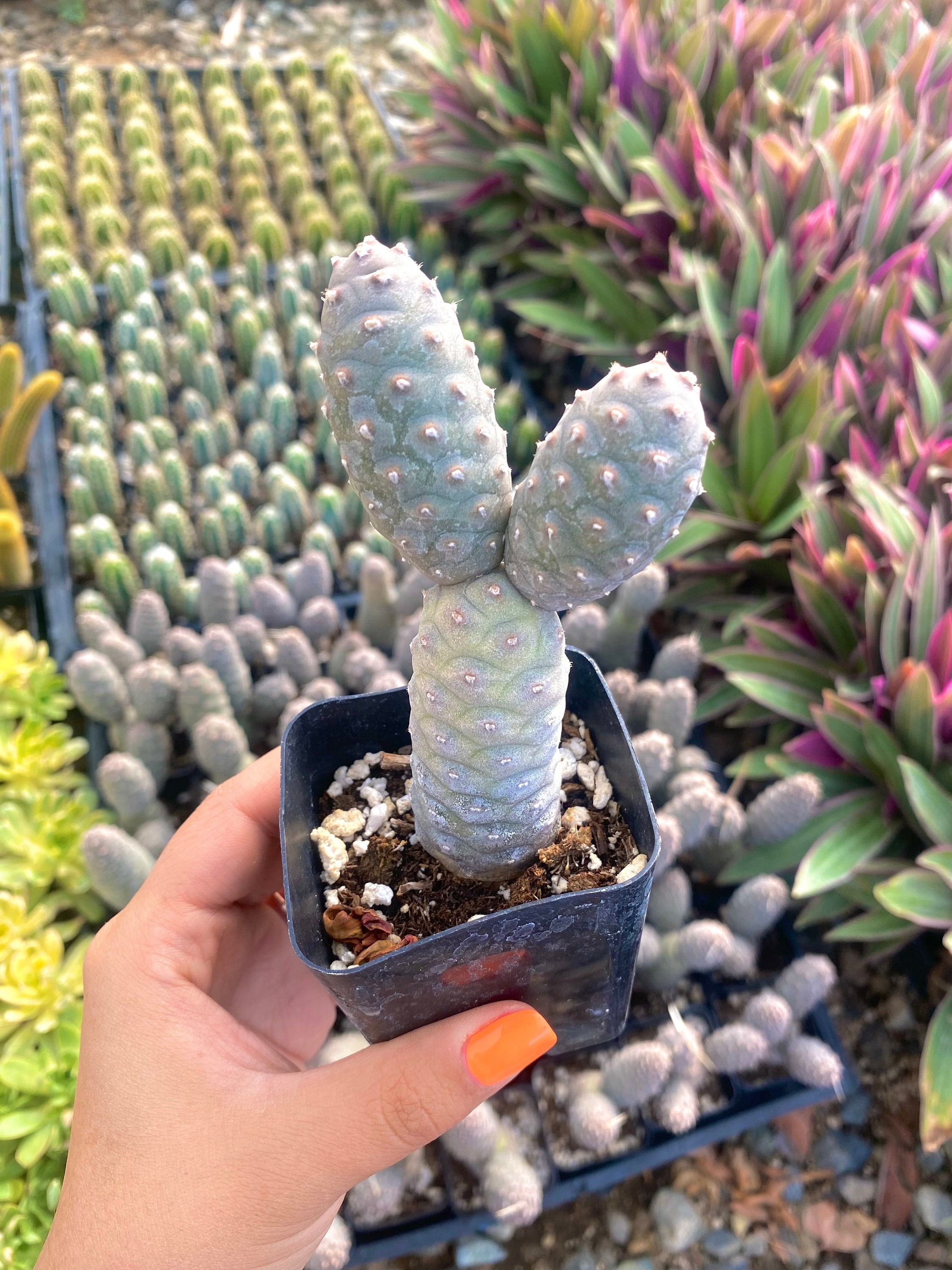 Pinecone cactus tephrocactus articulatus