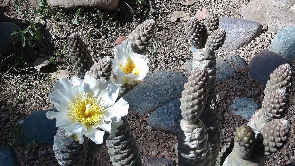 Cholla cactus tephrocactus articulatus flower leaf care uses