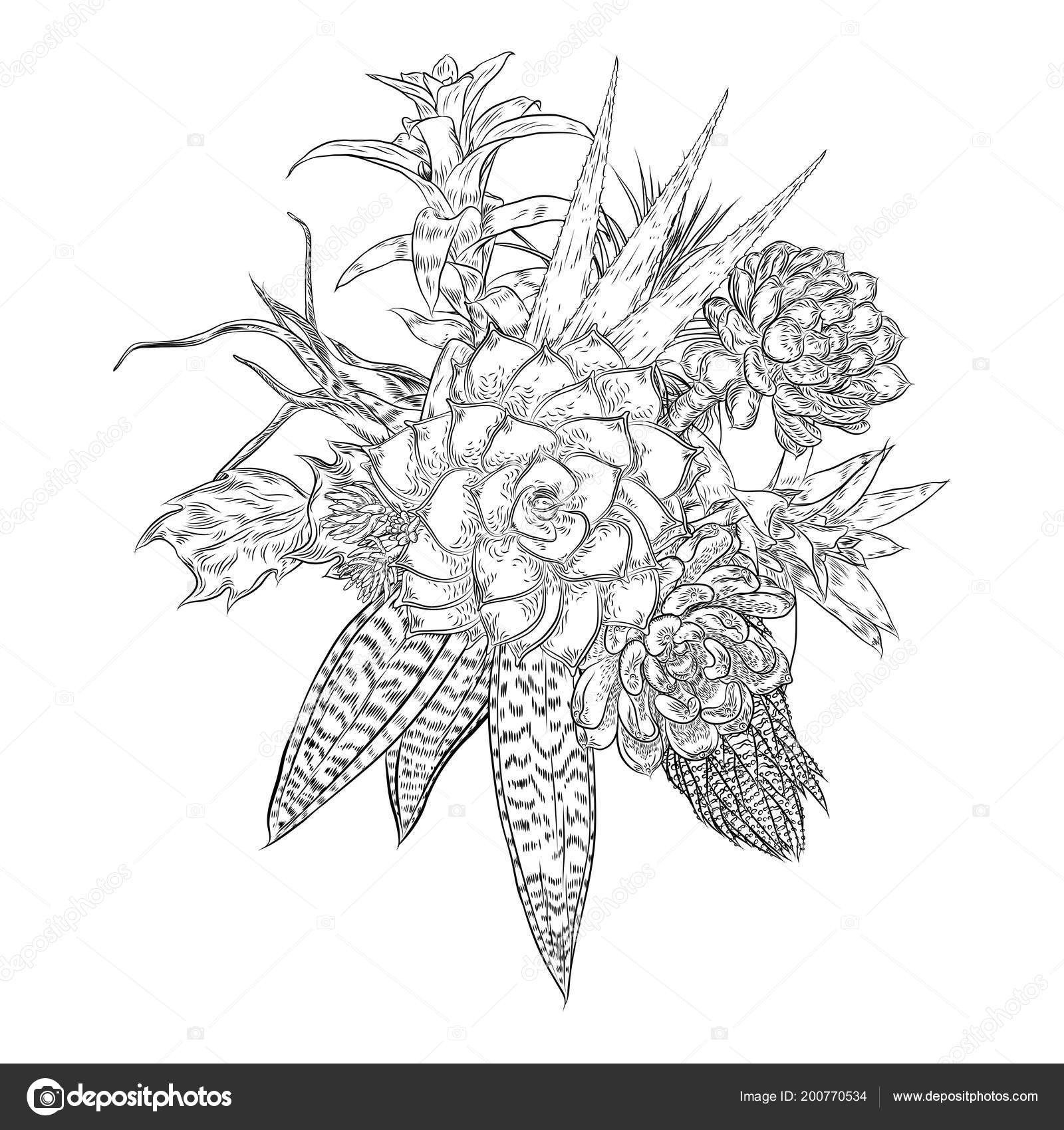 Position succulents cactus green plants botanical drawing black white handdrawn stock vector by goldenshrimp