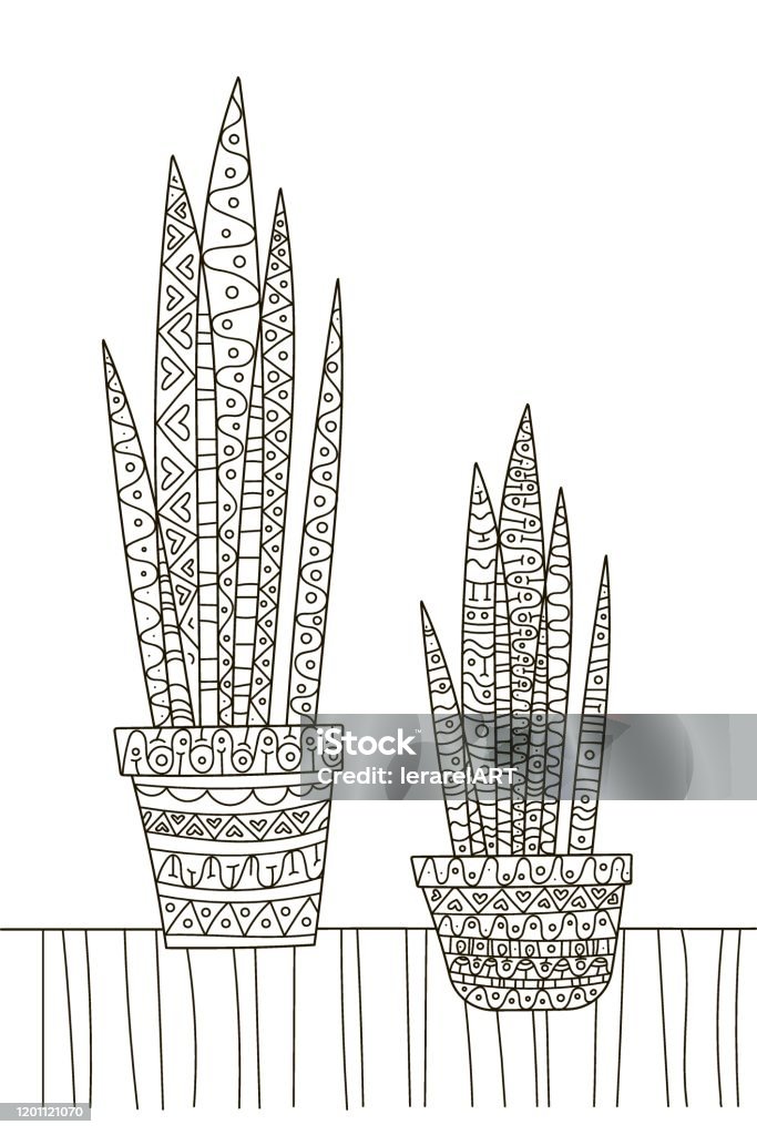 Hand drawing coloring book for children and adults a beautiful pattern with small details for creativity antistress decor still life with sansevieria house plant a series of coloring pages flowers and cacti