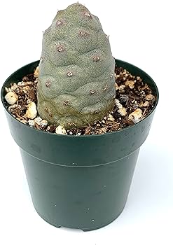 Pine cone cactus tephrocactus articulatus var inermis live potted cactus patio lawn garden