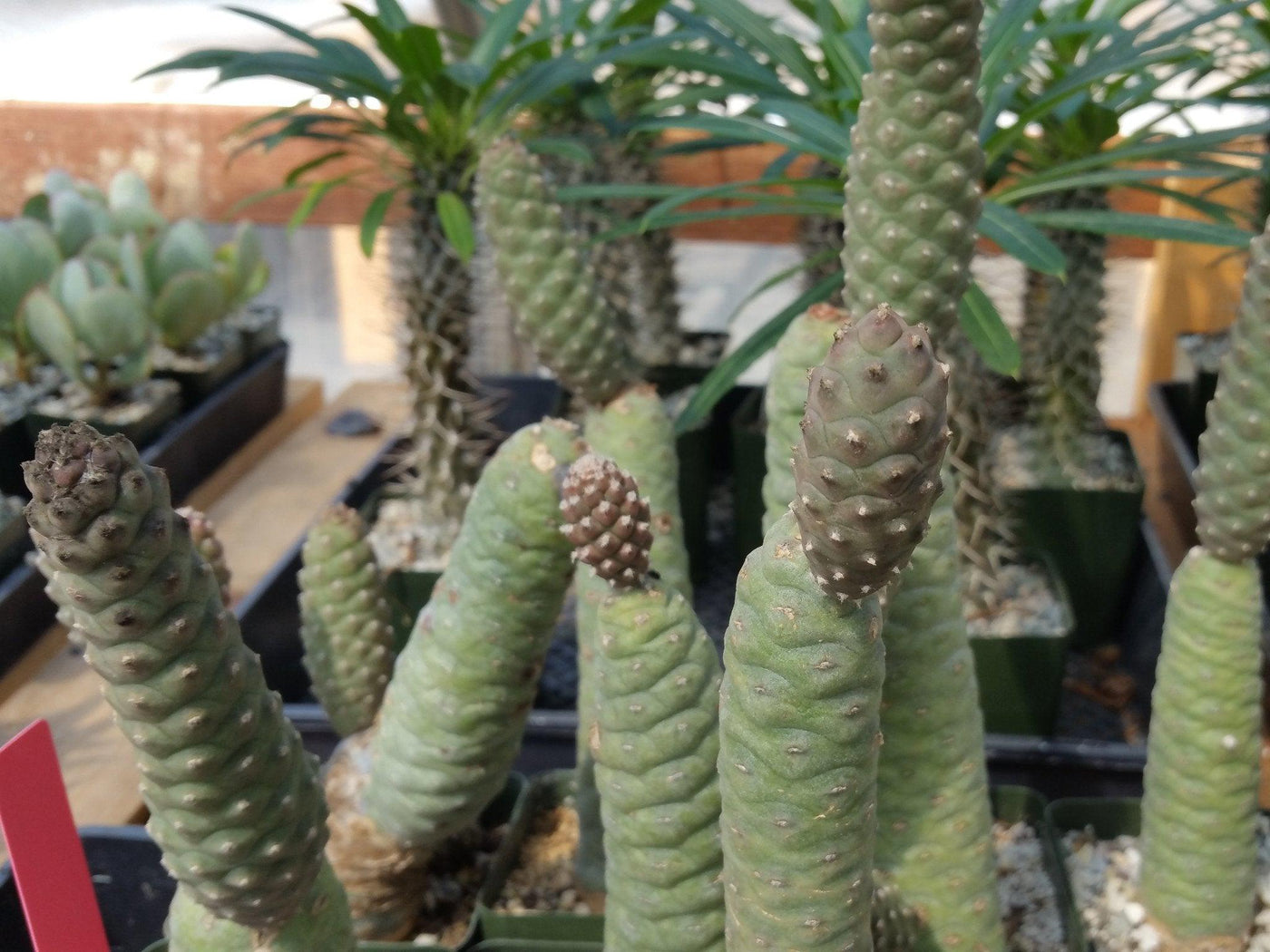 Pinecone cactus tephrocactus articulatus