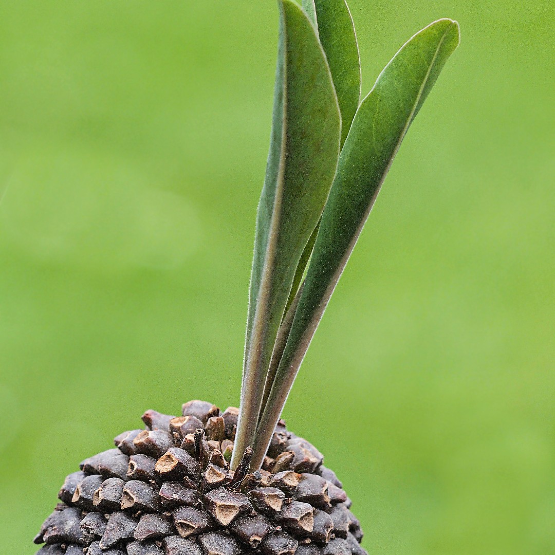 Pine