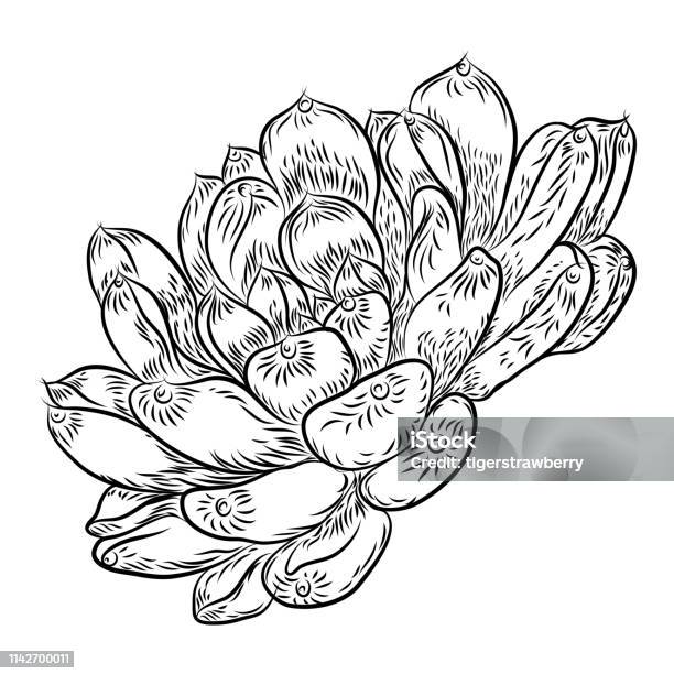 Tropical plant hand drawing cactus flower guzmania echeveria succulent vector stock illustration