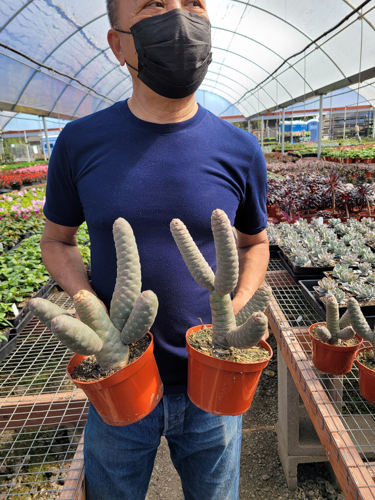 Pine cone cactus â