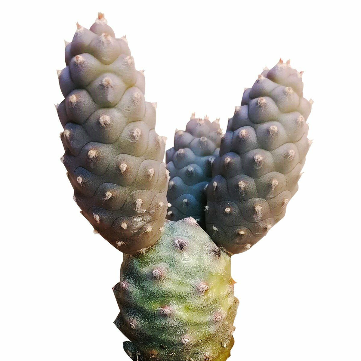 Pine cone cactus tephrocactus articulatus with succulents care guid or