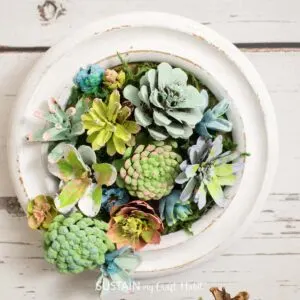How to make pine cone succulents â sustain my craft habit