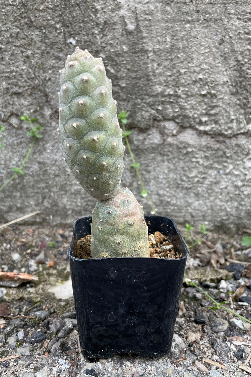 Tephrocactus articulatus â sprout home