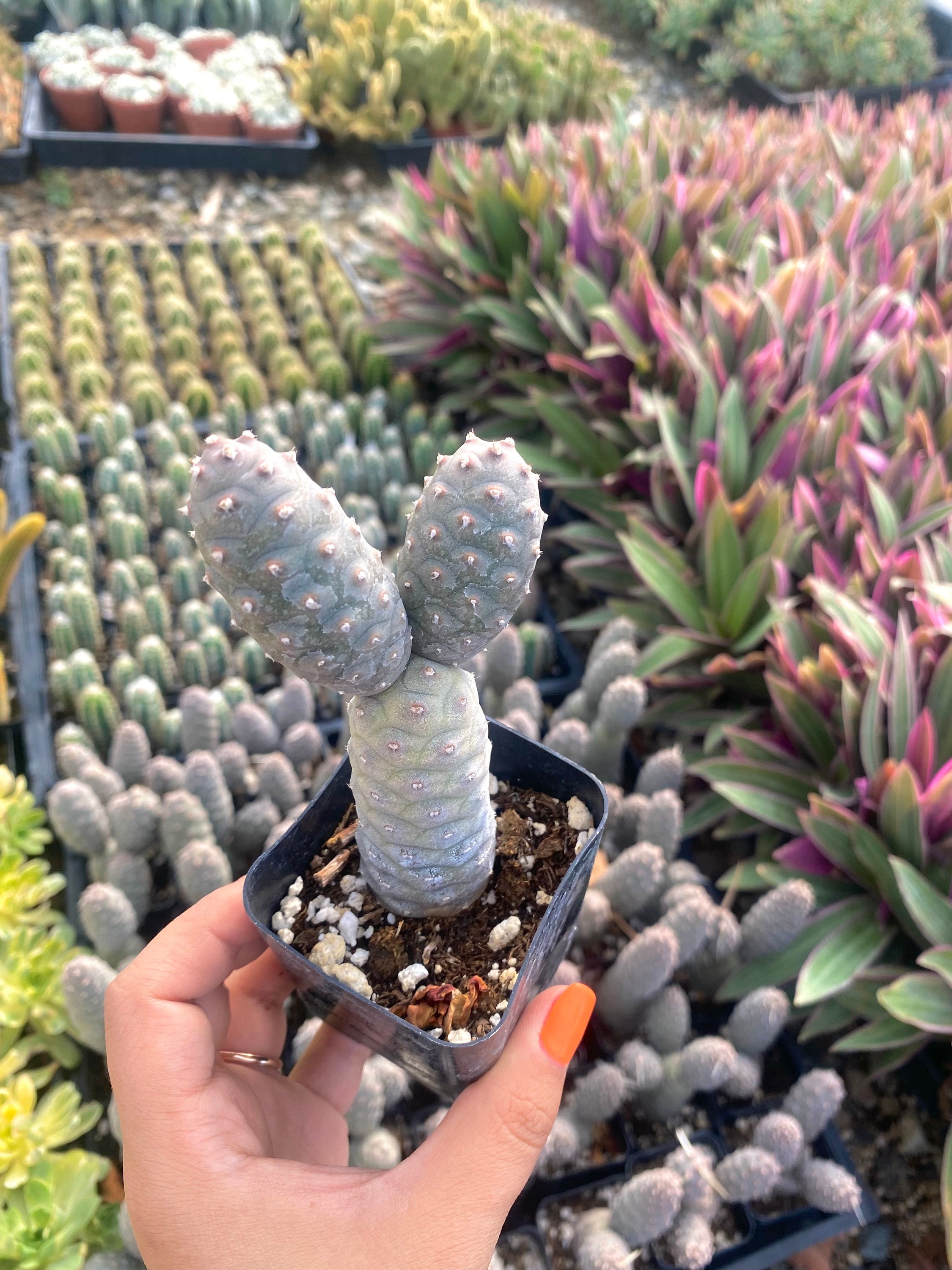 Pinecone cactus tephrocactus articulatus