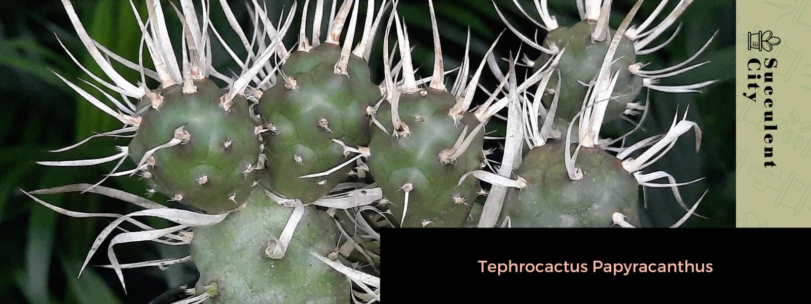 Tephrocactus papyracanthus the paper spine cactus succulent city