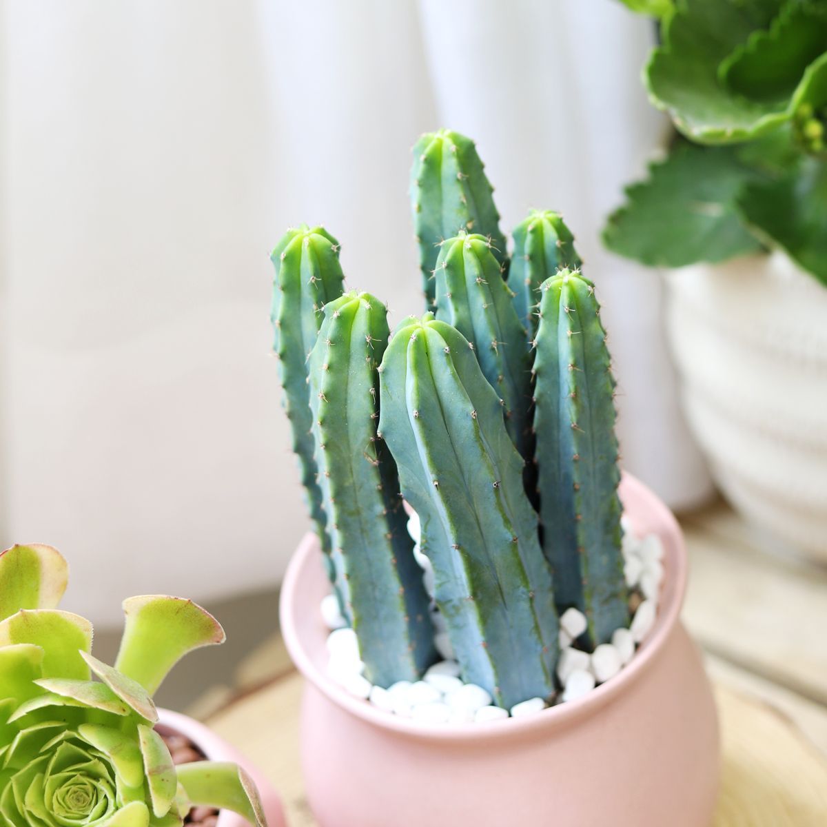 Blue candle cactus