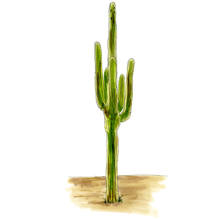 Cactus species of the american southwest plete guide