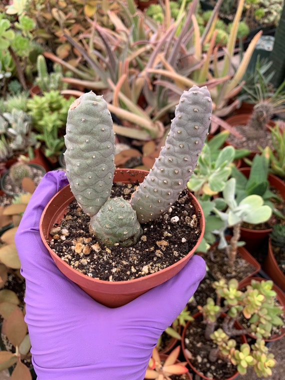 Cactiandexotica tephrocactus inermis pine cone cactus