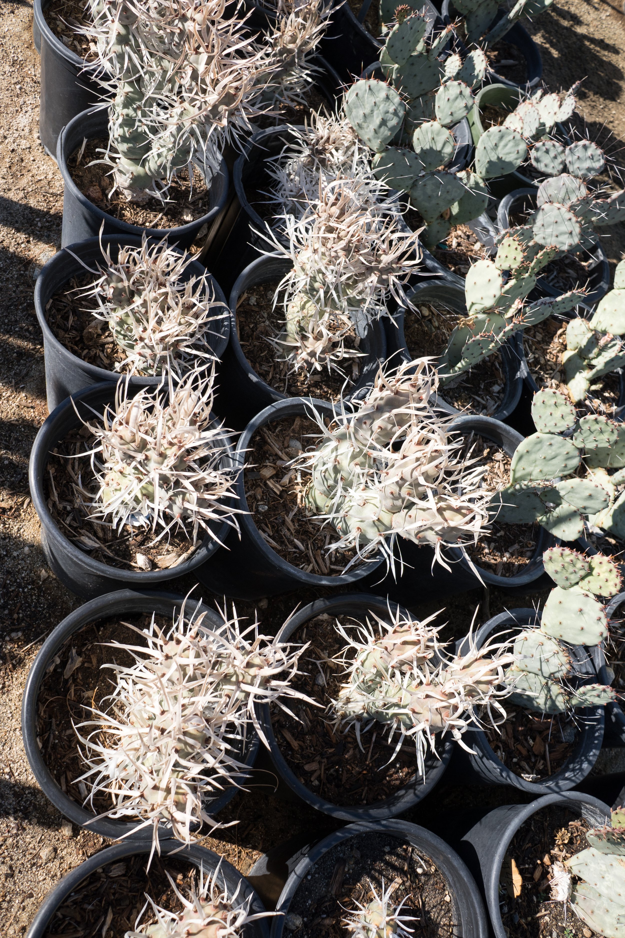 Paper spine cactus