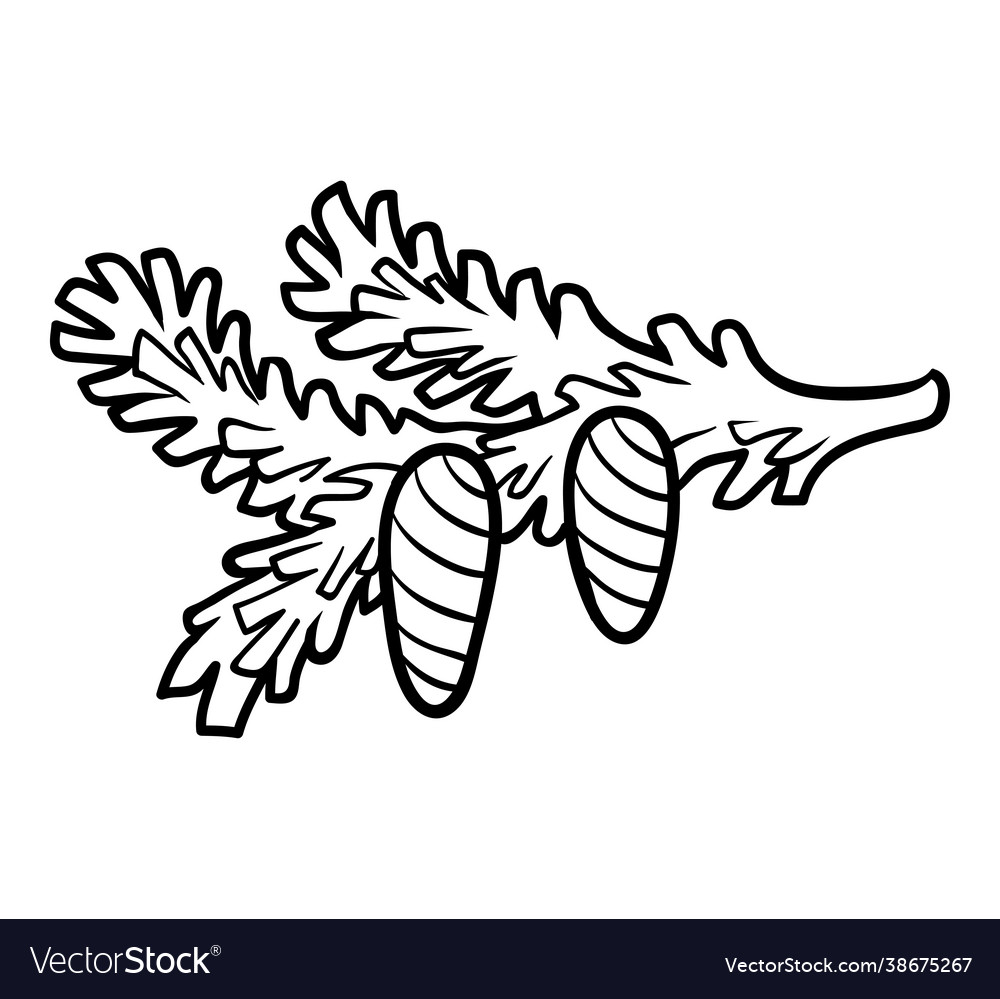Coloring book pine branch with cones royalty free vector