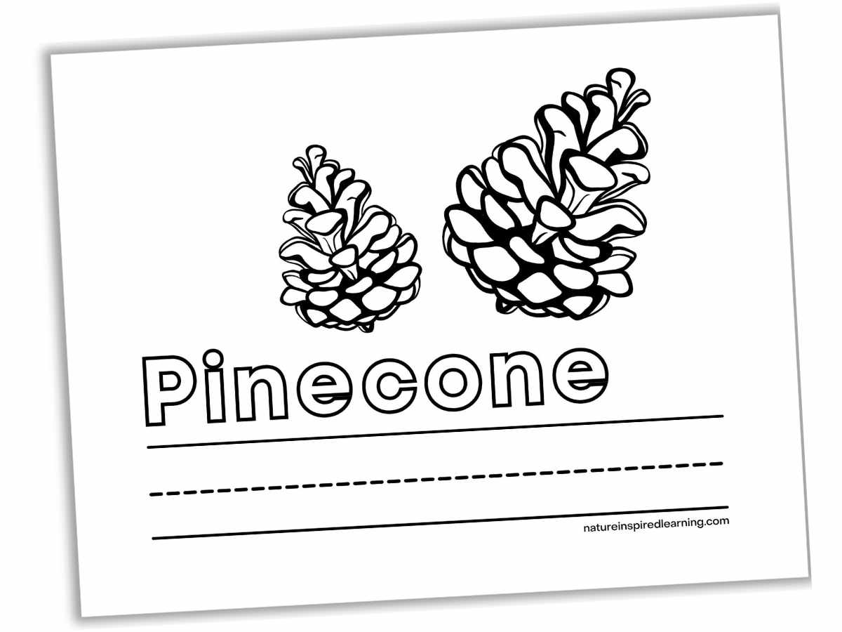 Pinecone coloring pages