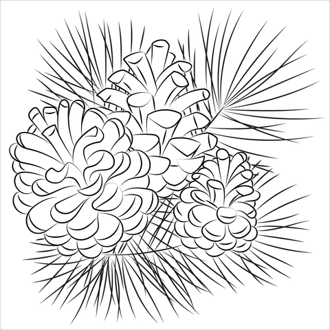 Pine cone coloring page free printable coloring pages