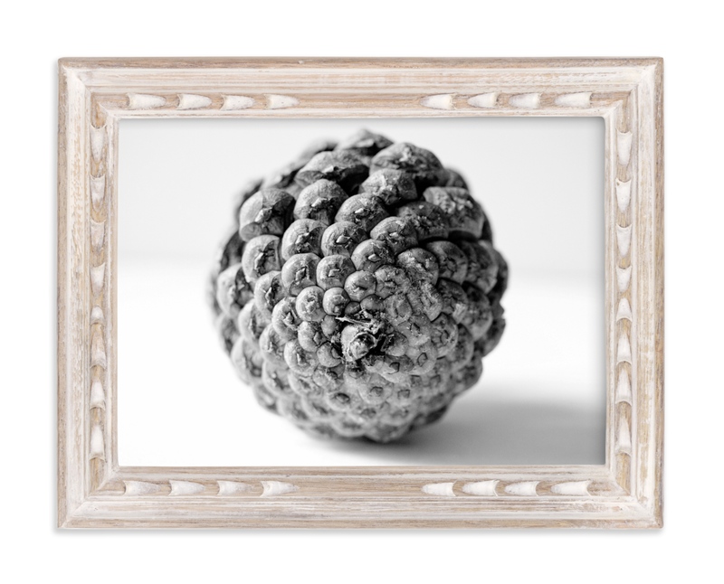 Nature of the pine cone fine art prints by alexis arnold