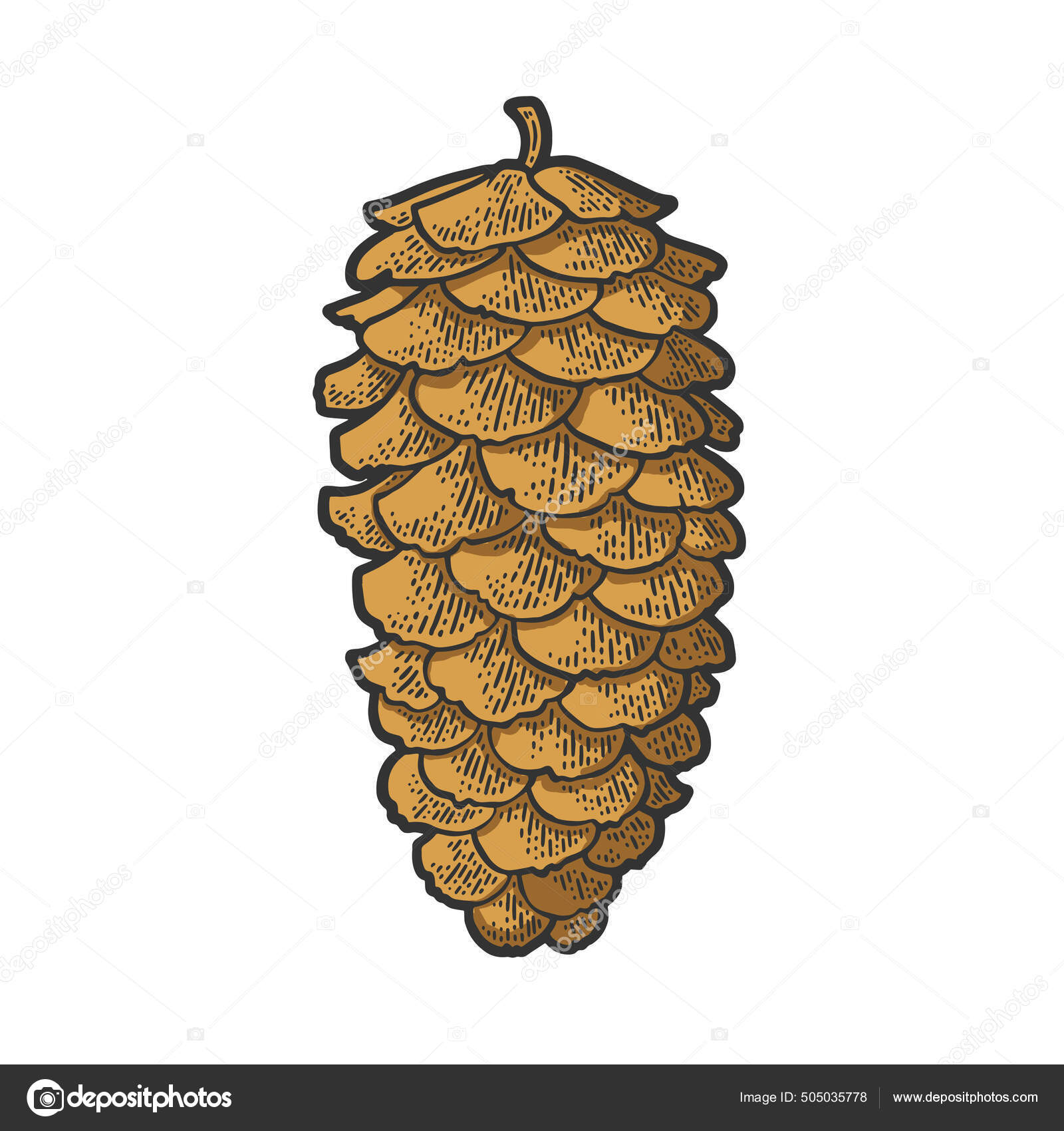 Spruce pine cone color sketch engraving vector illustration t