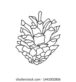 Cedar cone vector illustration pine cone stock vector royalty free