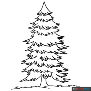 Spruce coloring page easy drawing guides
