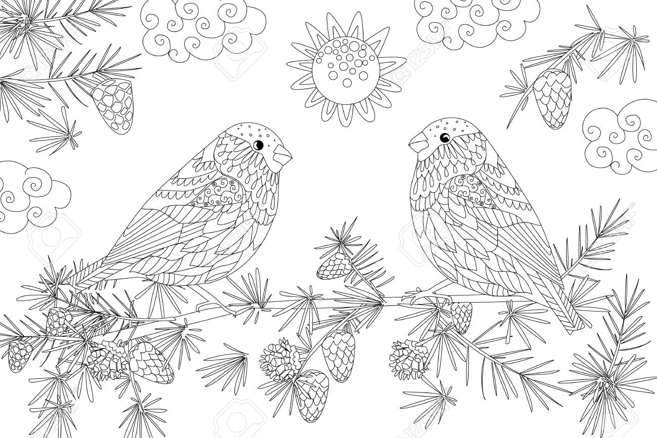 Sunny day with couple of cute bullfinches on branch of pine tree for your coloring page royalty free svg cliparts vectors and stock illustration image