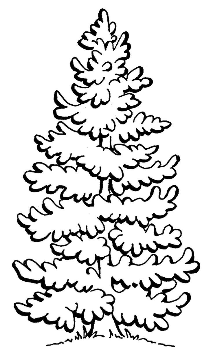 Free coloring pages pine tree download free coloring pages pine tree png images free cliparts on clipart library