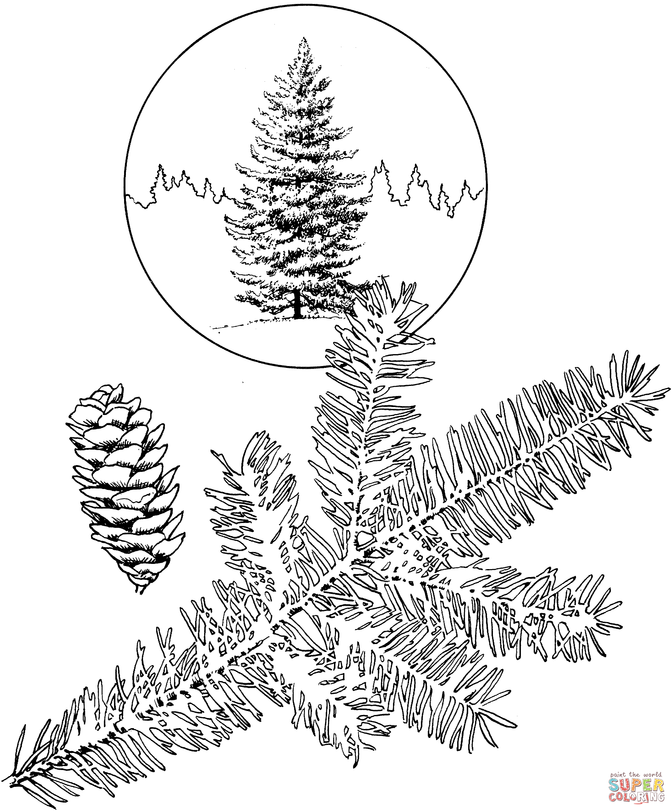 White spruce tree coloring page free printable coloring pages tree coloring page coloring pages spruce tree