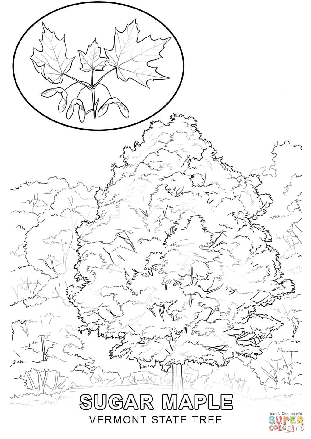 Vermont state tree coloring page free printable coloring pages