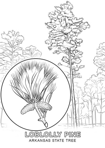 Arkansas state tree coloring page free printable coloring pages
