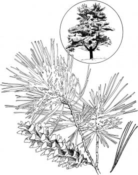 Eastern white pine coloring page super coloring coloring pages eastern white pine free printable coloring pages