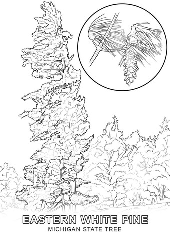 Michigan state tree coloring page free printable coloring pages