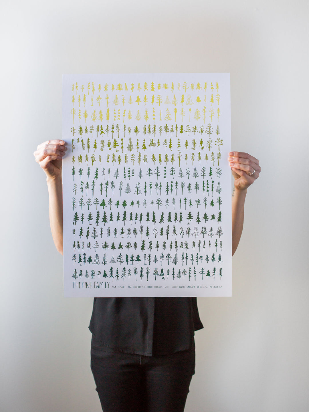 The pine family print on white by brainstorm
