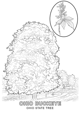 Ohio state tree coloring page free printable coloring pages