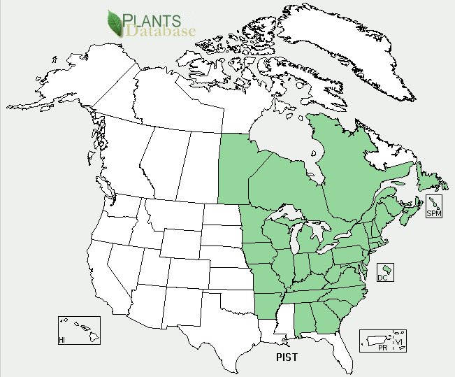 Eastern white pine fact sheet
