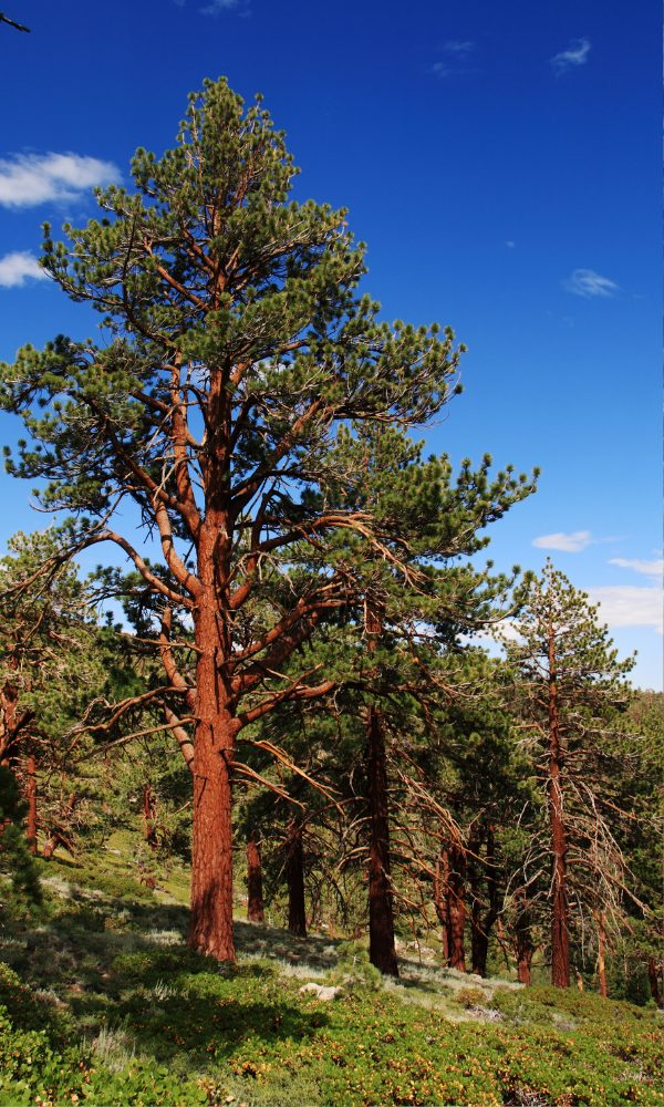 Montana state tree â â