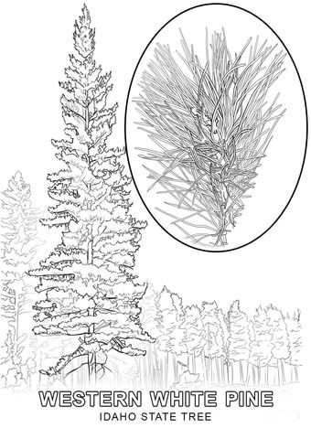 Idaho state tree coloring page free printable coloring pages tree coloring page christmas tree coloring page white pine tree