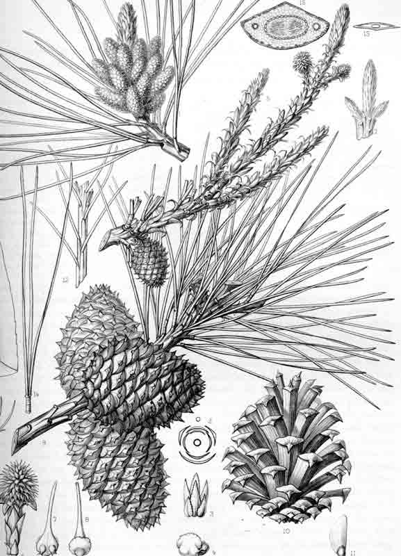Pinus rigida pitch pine description