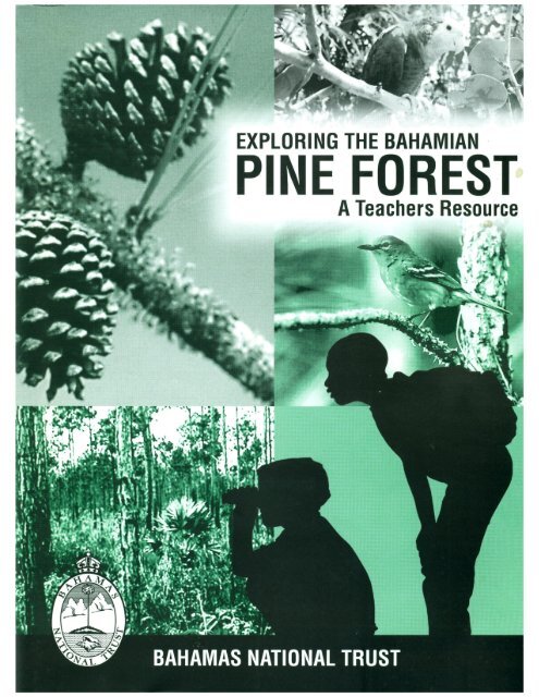 Pine forest plants