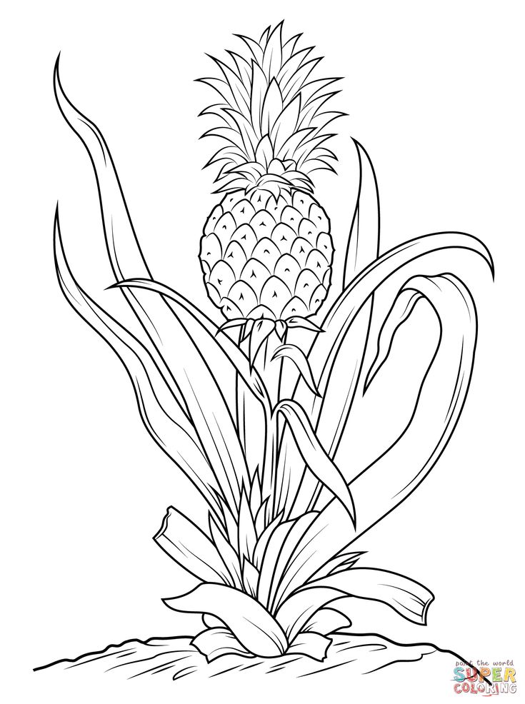 Click the pineapple pineapple drawing tree coloring page pineapple drawing art