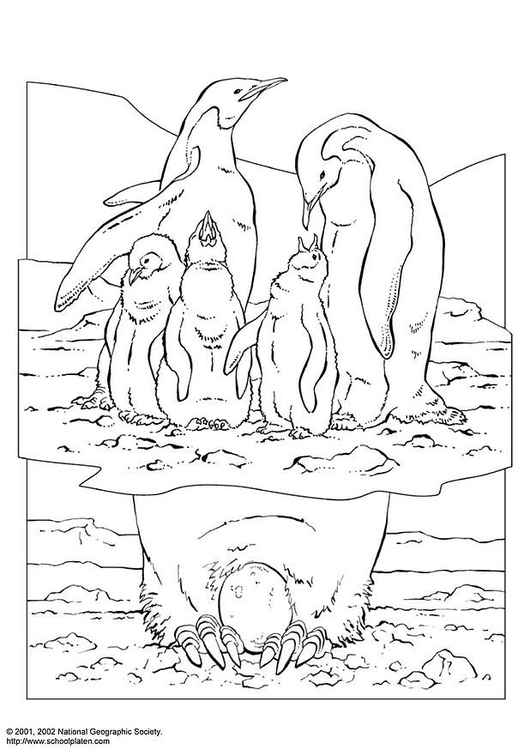 Dibujo para colorear pingãino