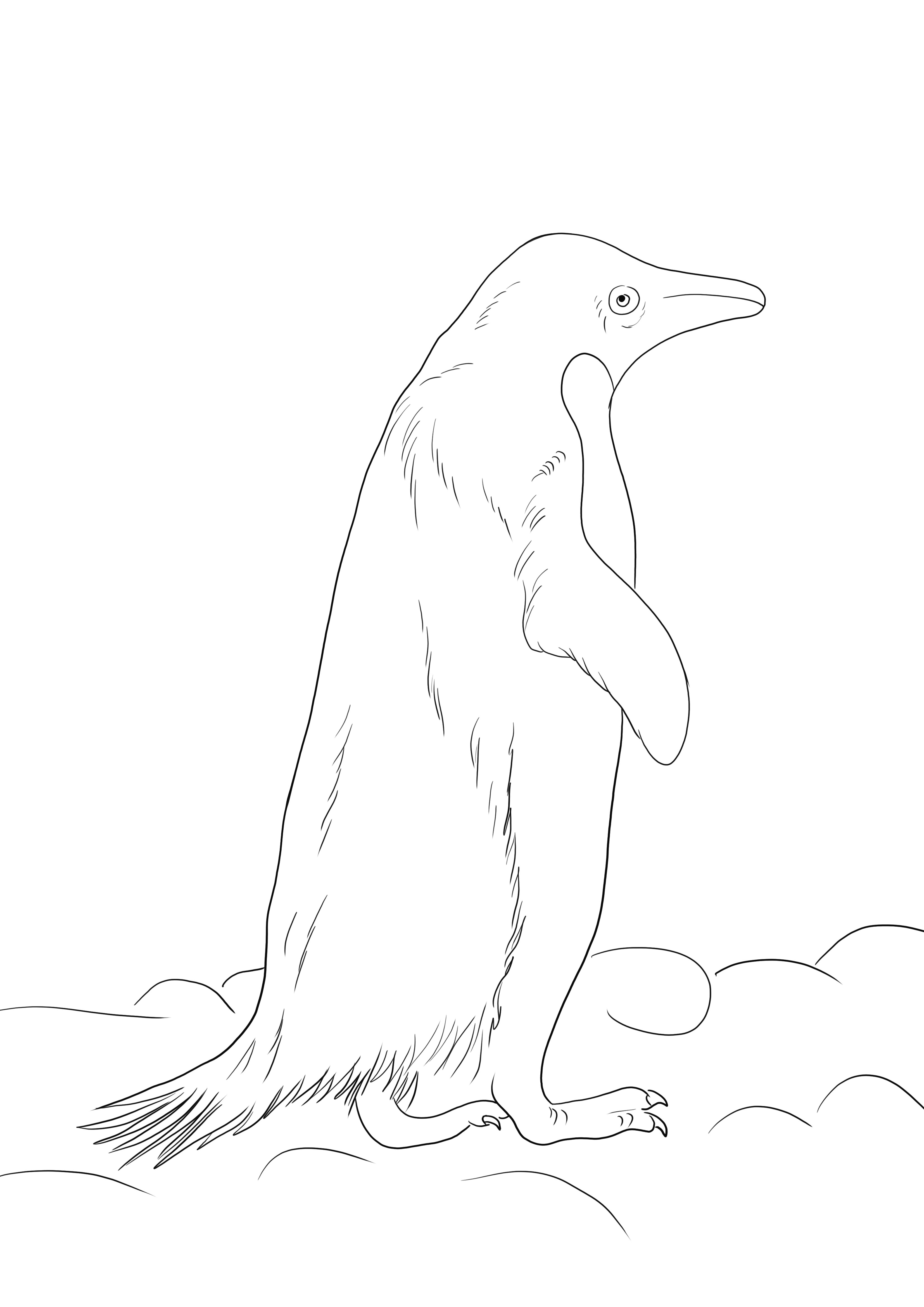 Dibujo de pingãino adelia para colorear gratis para imprimir o guardar para colorear mãs tarde